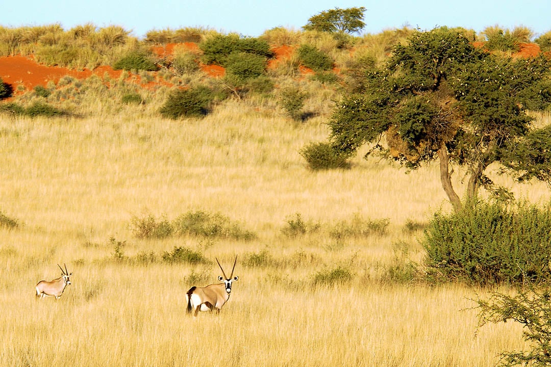 Kalahari Anib Camping2go
