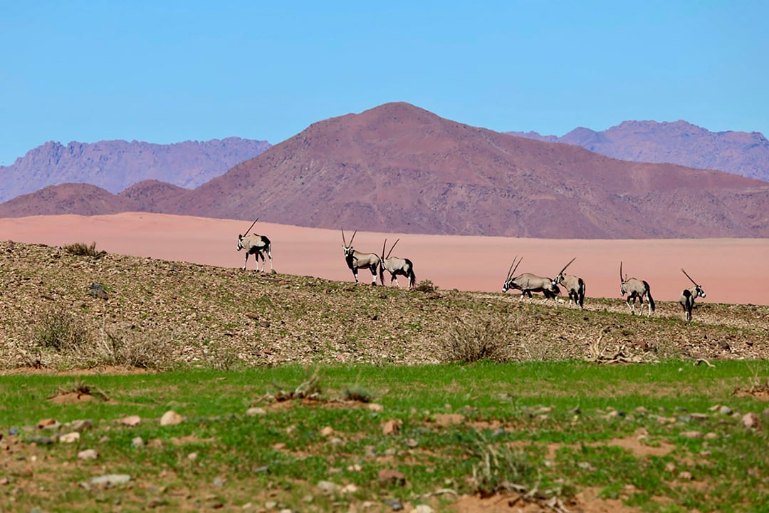 Luna Namib Collection