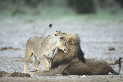 Löwen in Etosha