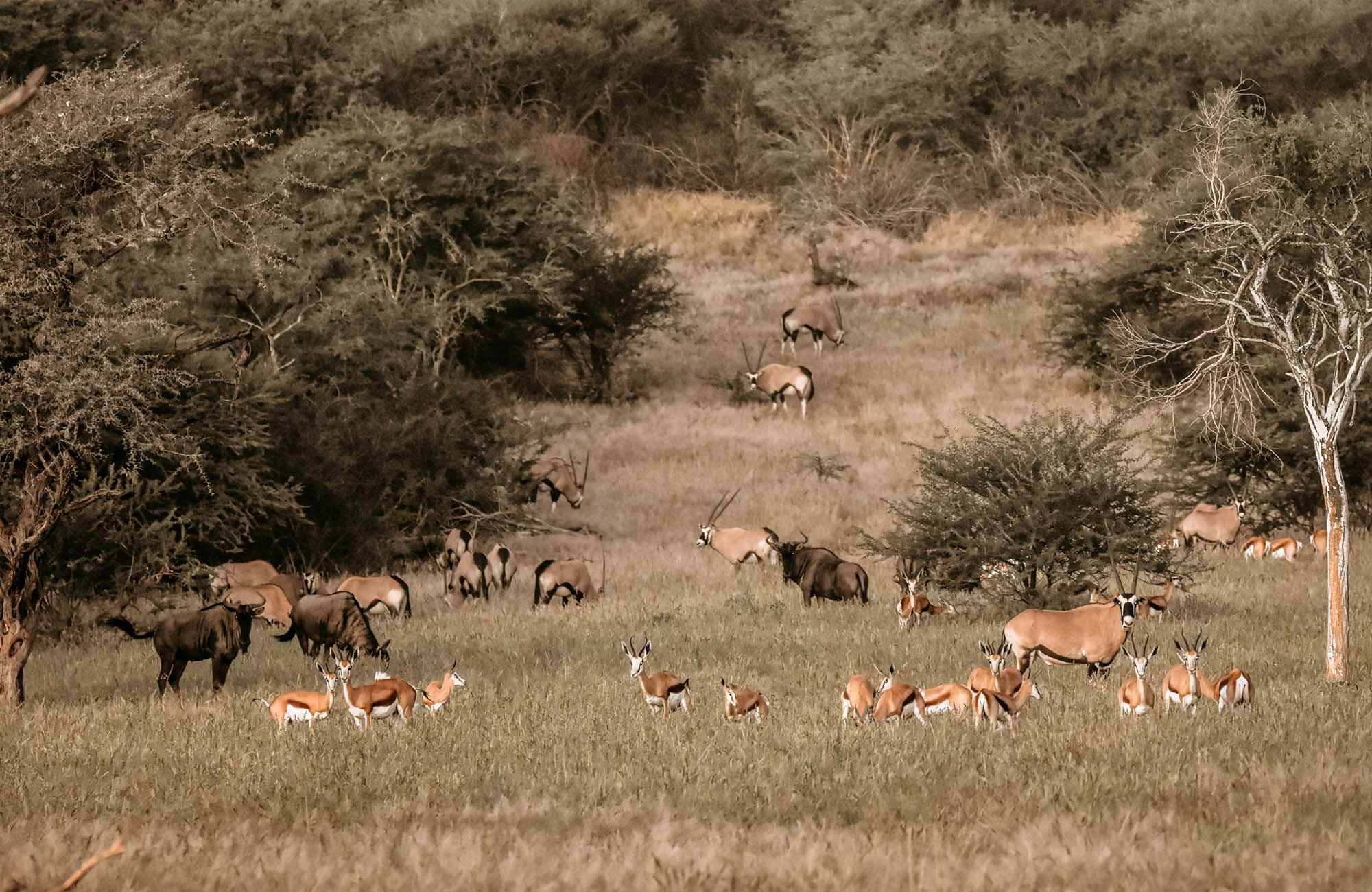 Okapuka Safari Lodge